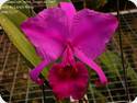 Cattleya trianaei var. Sangro de Toro